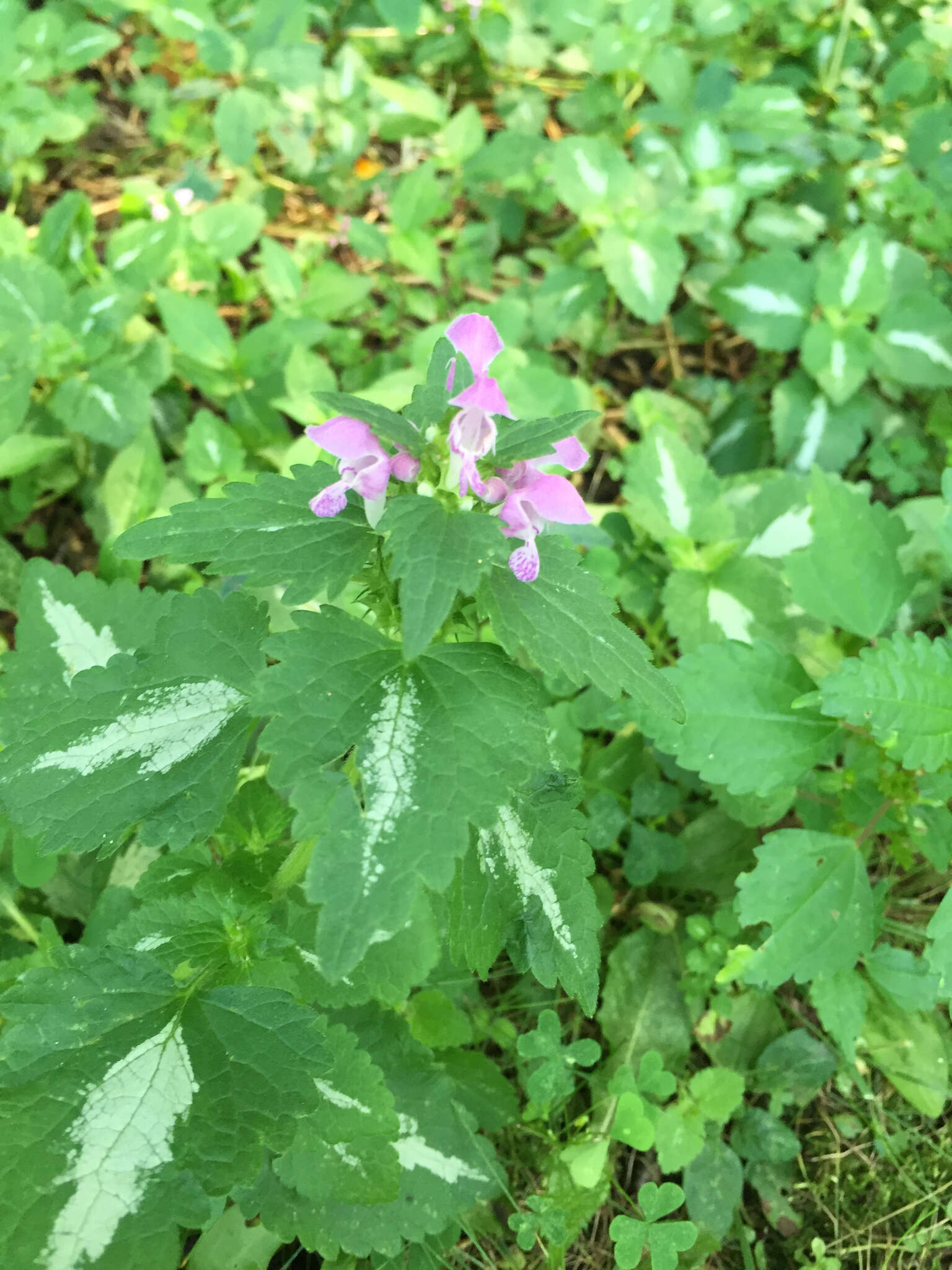 Image of spotted dead-nettle