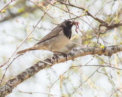 Imagem de Turdus atrogularis Jarocki 1819