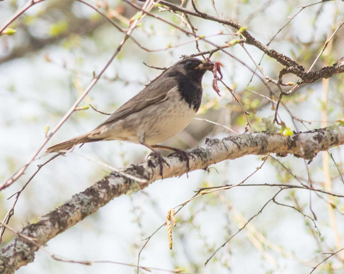 Imagem de Turdus atrogularis Jarocki 1819