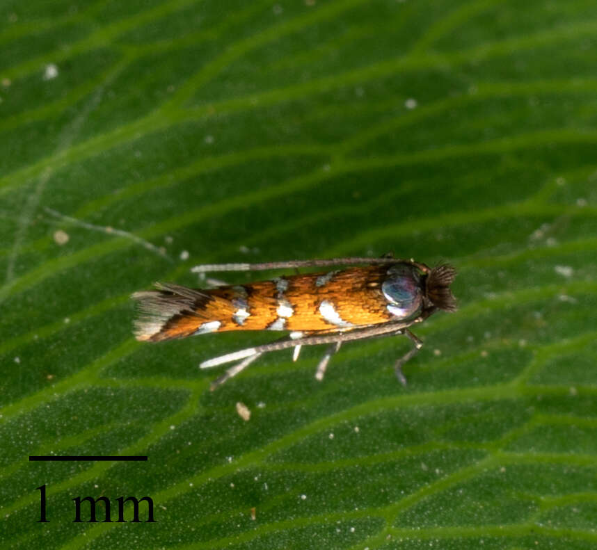 Image of Leaf miner moth