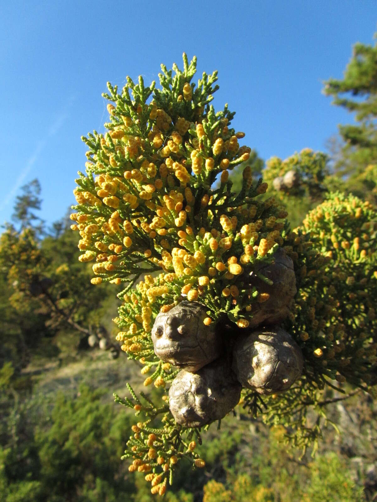 صورة Cupressus goveniana var. abramsiana (C. B. Wolf) Little