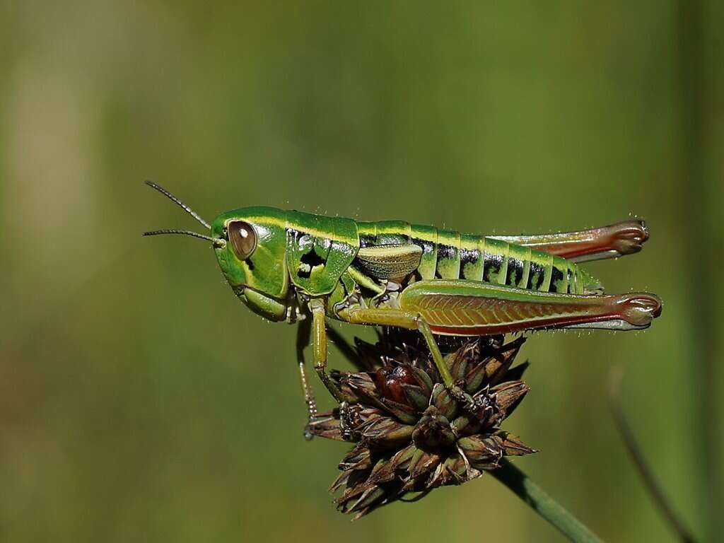 Kosciuscola usitatus Rehn & J. A. G. 1957的圖片