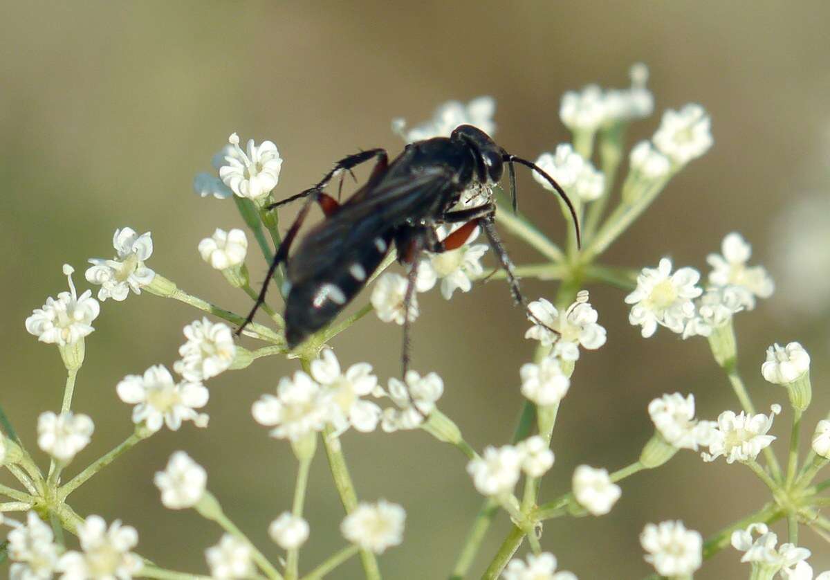 صورة Aporinellus moestus (Klug 1834)