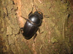 Image of Dorcus hopei (Saunders 1854)