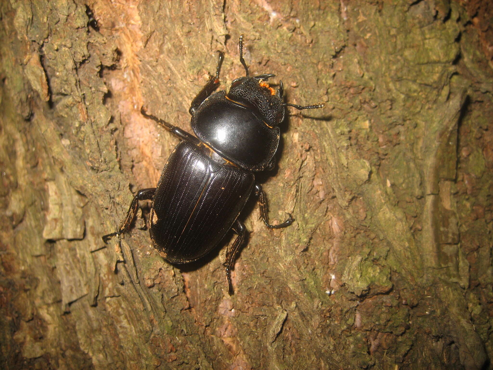 Image of Dorcus hopei (Saunders 1854)