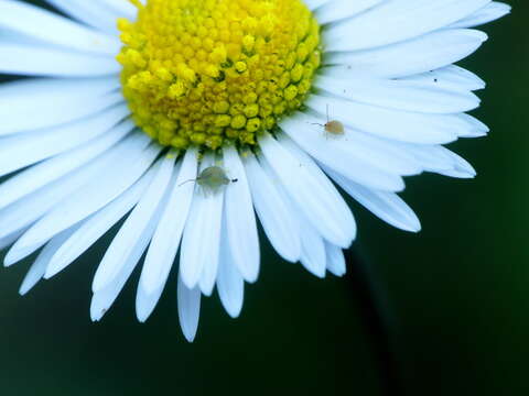 Image of Lucerne flea