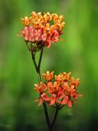 Image of fewflower milkweed