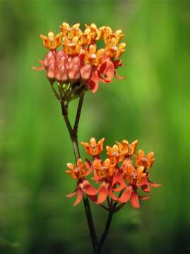 Image of fewflower milkweed