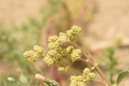 Plancia ëd Chenopodium prostratum Bunge ex Herder