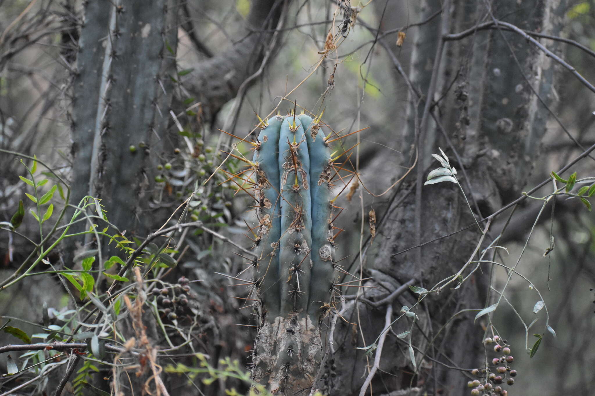 Image de Trichocereus macrogonus var. peruvianus