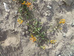 Image of Mexican Flame Vine