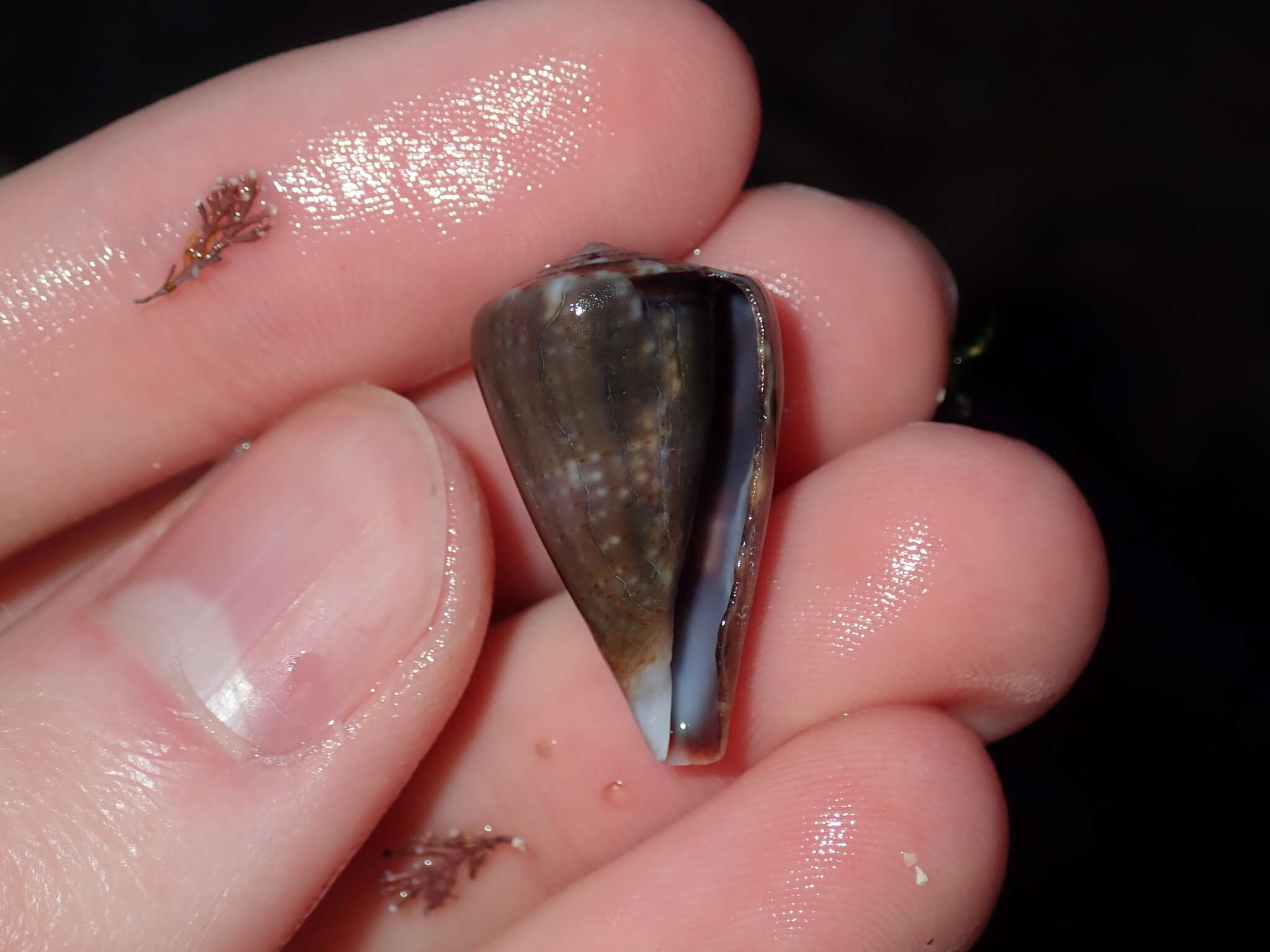 Image of Conus papilliferus G. B. Sowerby I 1834