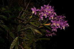 Image of Harrison's Cattleya