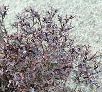 Image of wrinkled spineflower