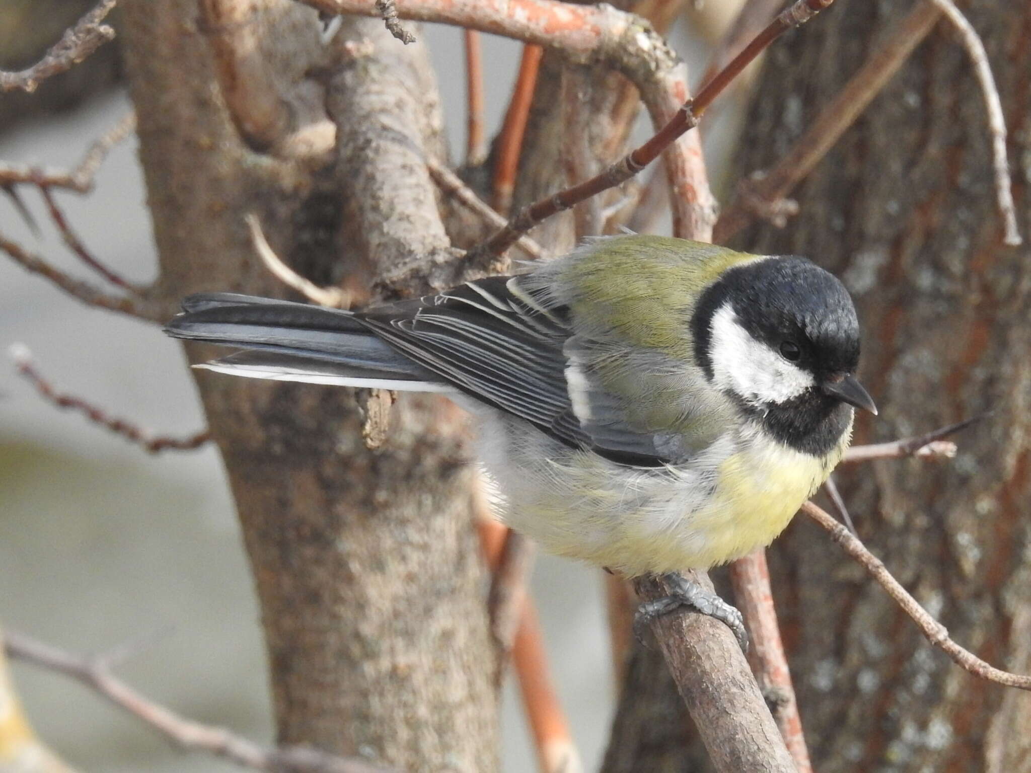 Image of Parus major major Linnaeus 1758