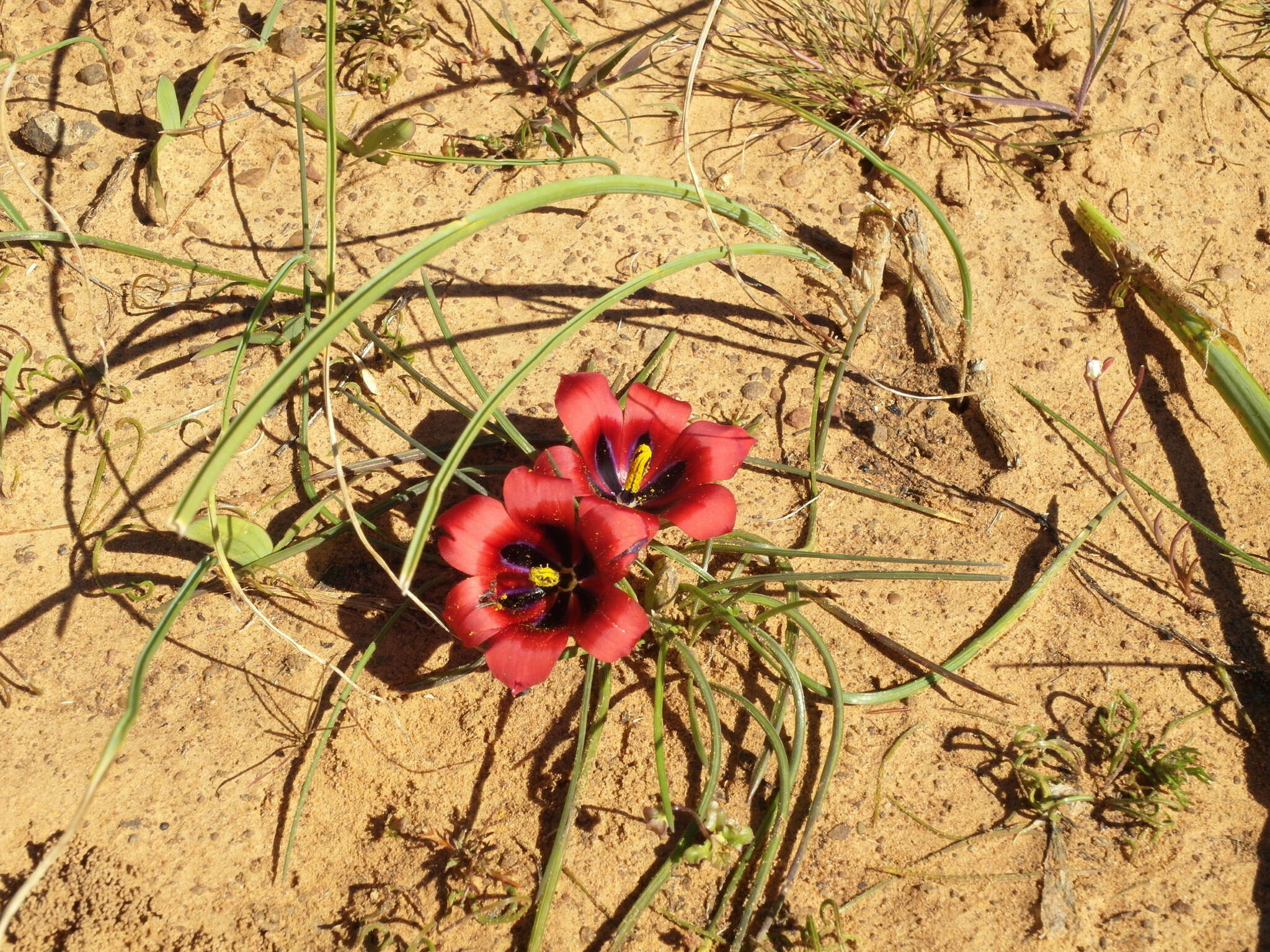 Image of Romulea monadelpha (Sweet ex Steud.) Baker