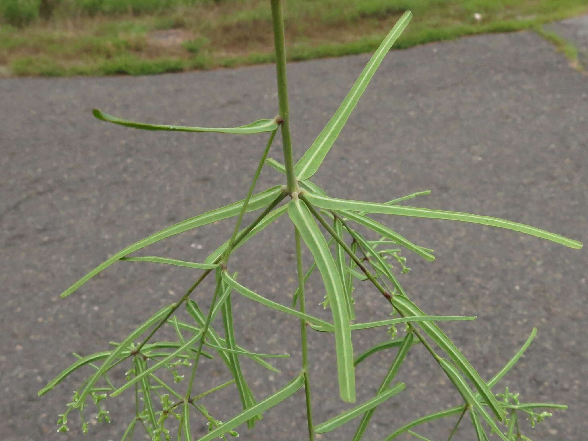 Image of summer spurge