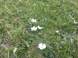 Image of Potentilla montana Brot.