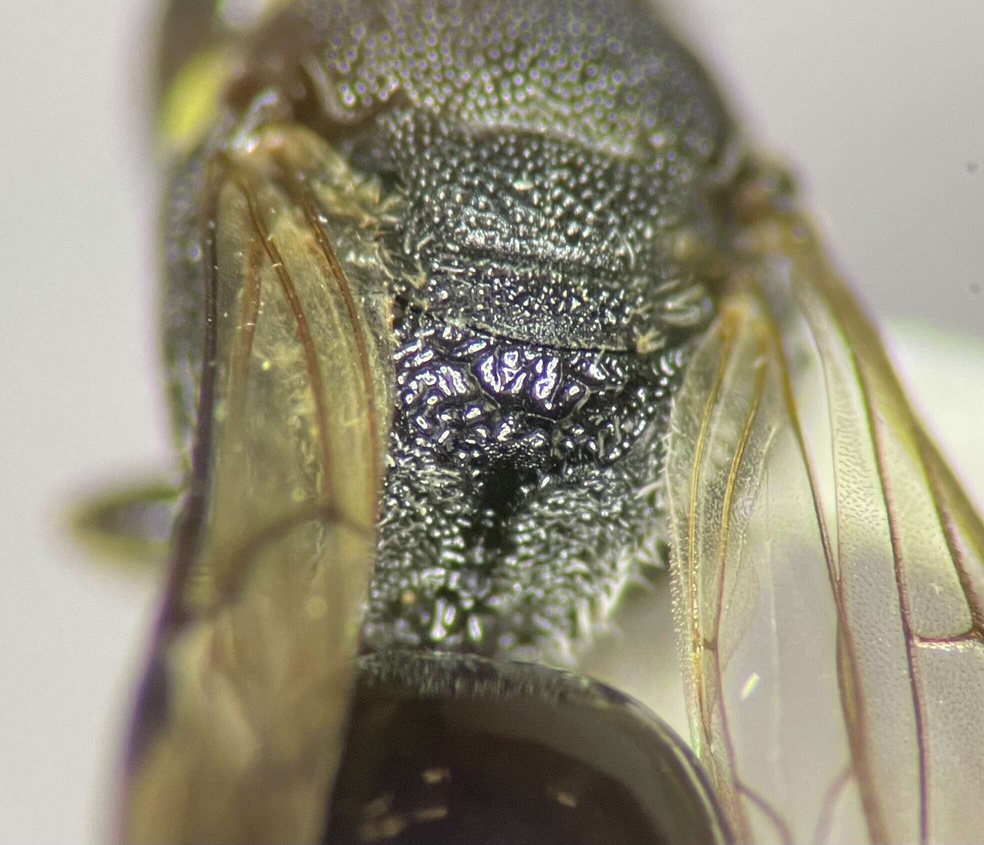 Image of Hylaeus confluens (Smith 1853)