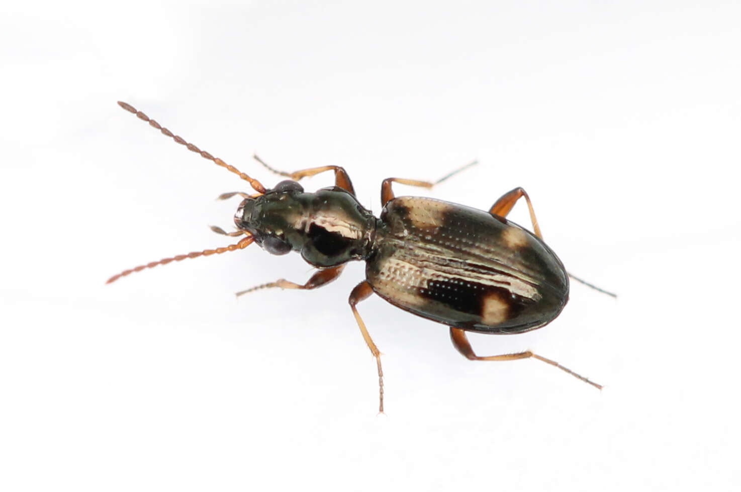 Image of Bembidion (Bembidion) quadrimaculatum (Linnaeus 1760)