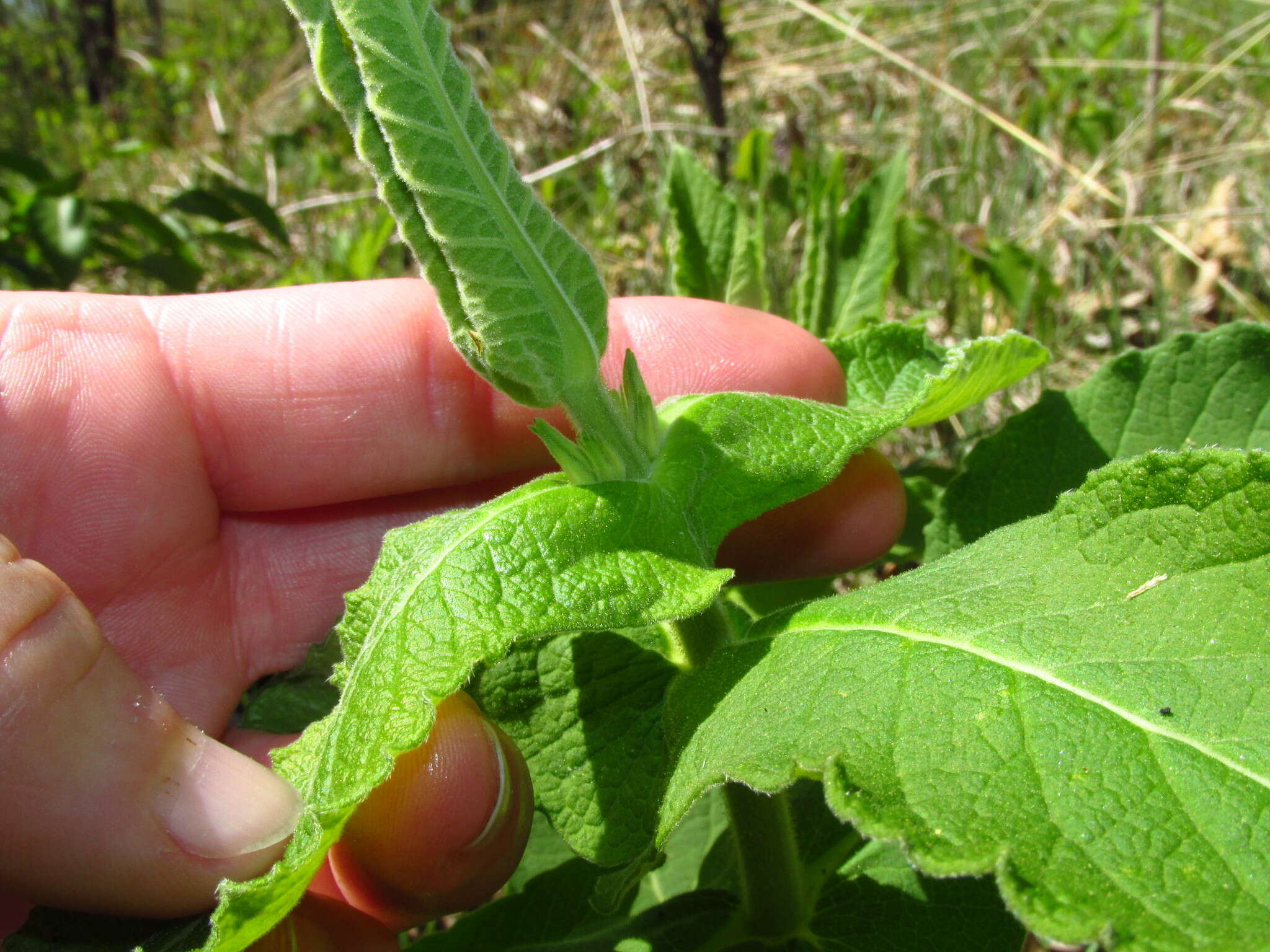 Слика од Triosteum perfoliatum L.