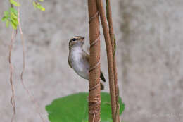 Image of Sakhalin Leaf Warbler