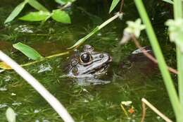 Image of Chinese Edible Frog