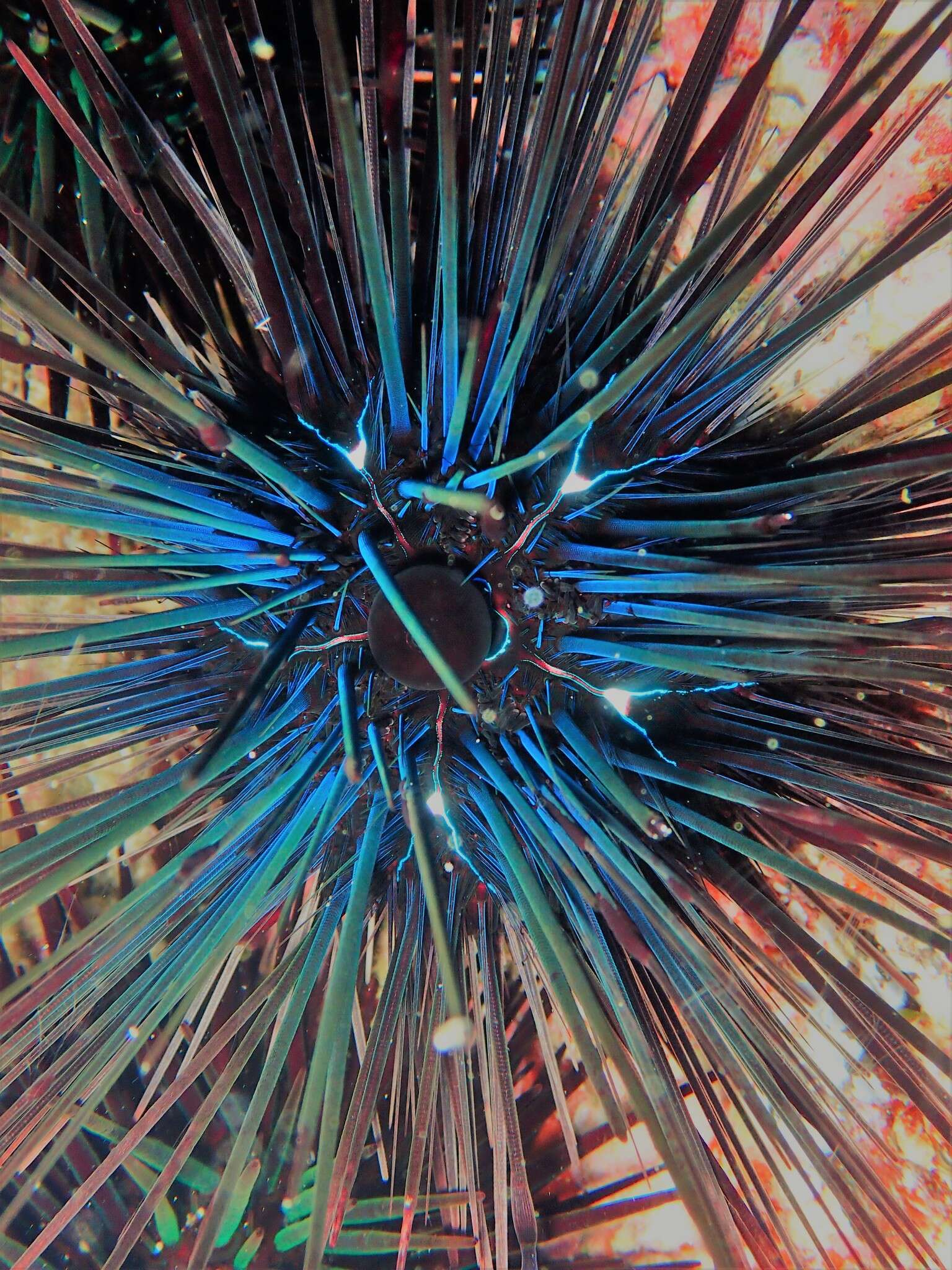 Image of Banded diadem urchin