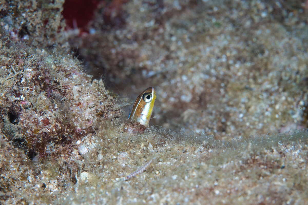 Plancia ëd Plagiotremus goslinei (Strasburg 1956)