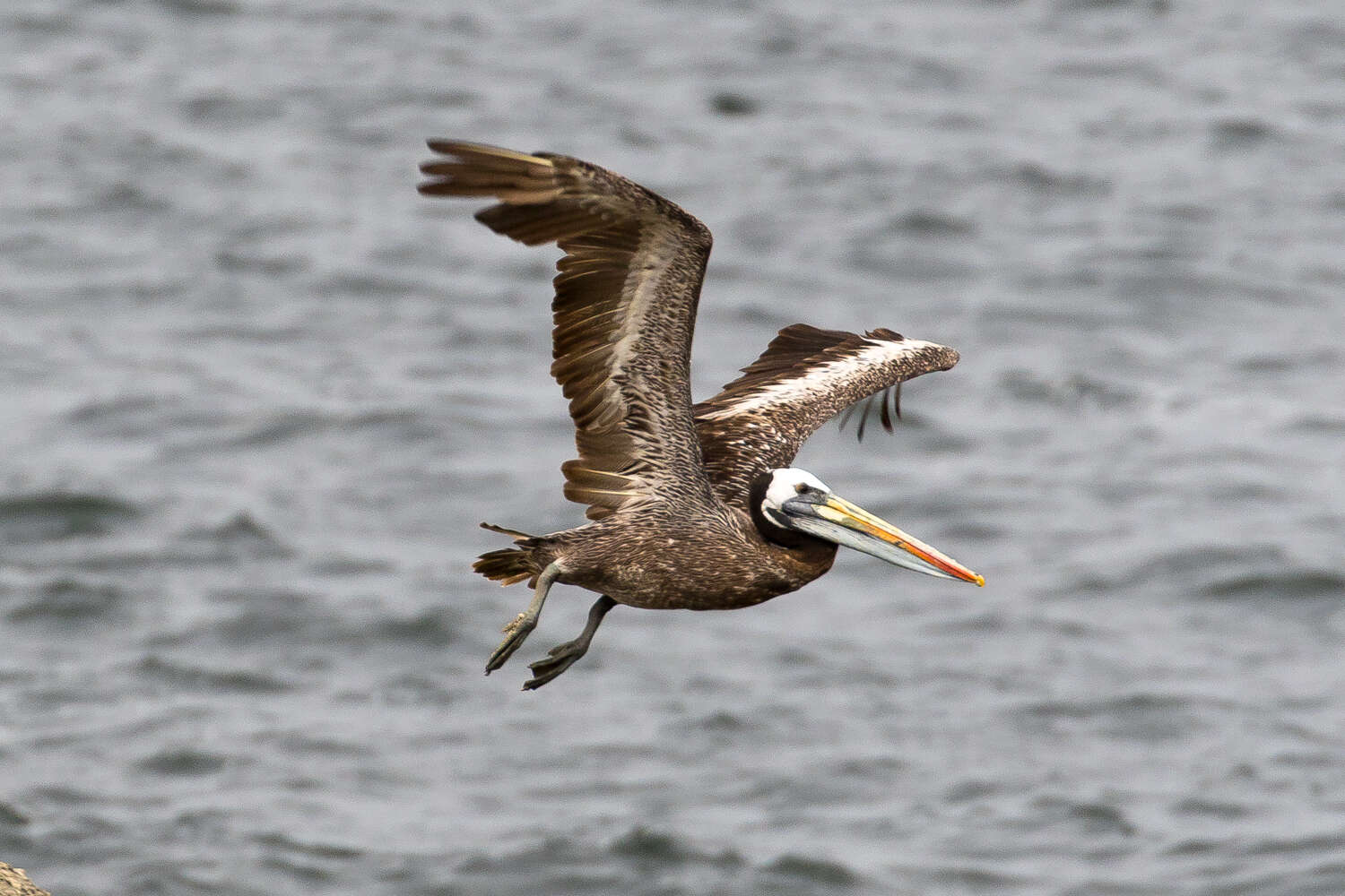 Image of Peruvian Pelican