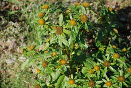 Imagem de Bidens kamtschatica Vassilcz.