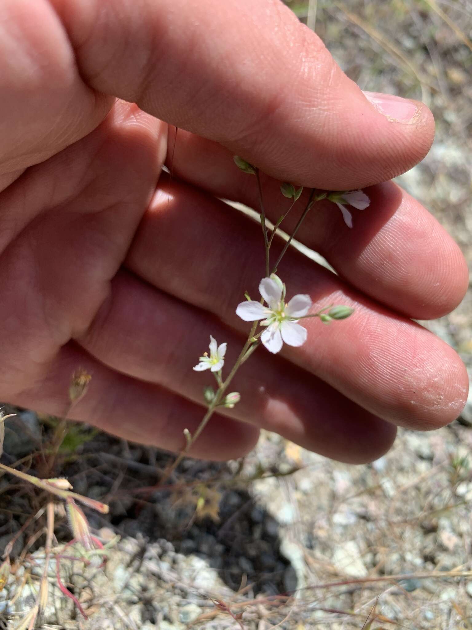 Image of California dwarf-flax