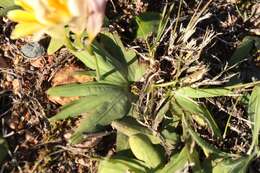 Freesia fergusoniae L. Bolus resmi