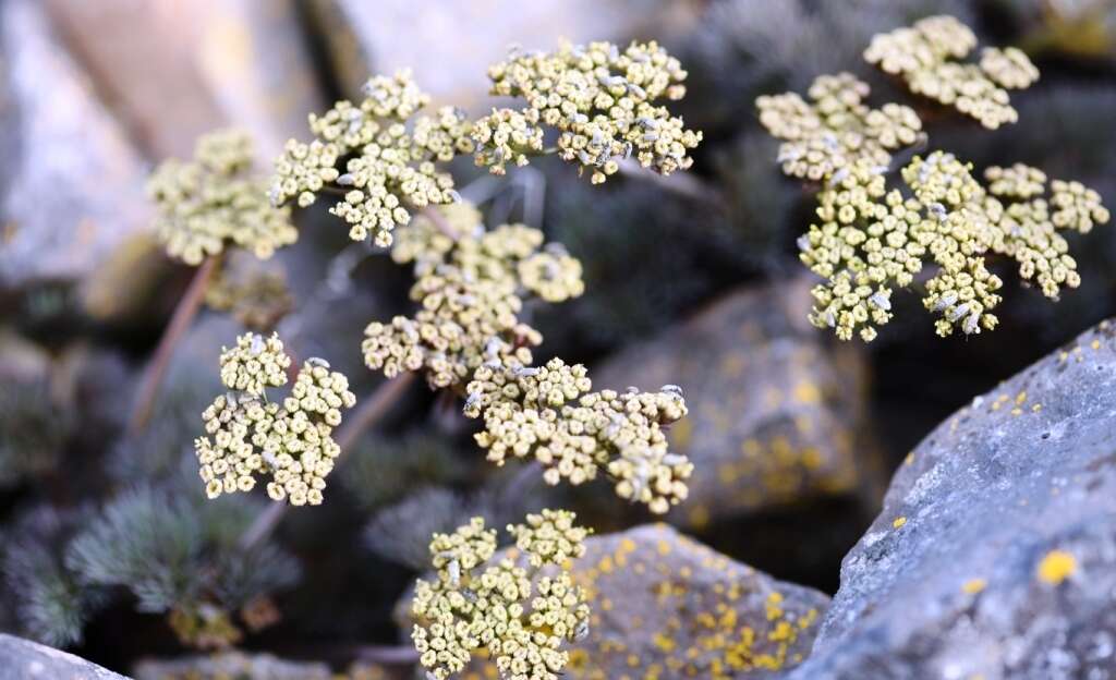 Image of Hoover's desertparsley