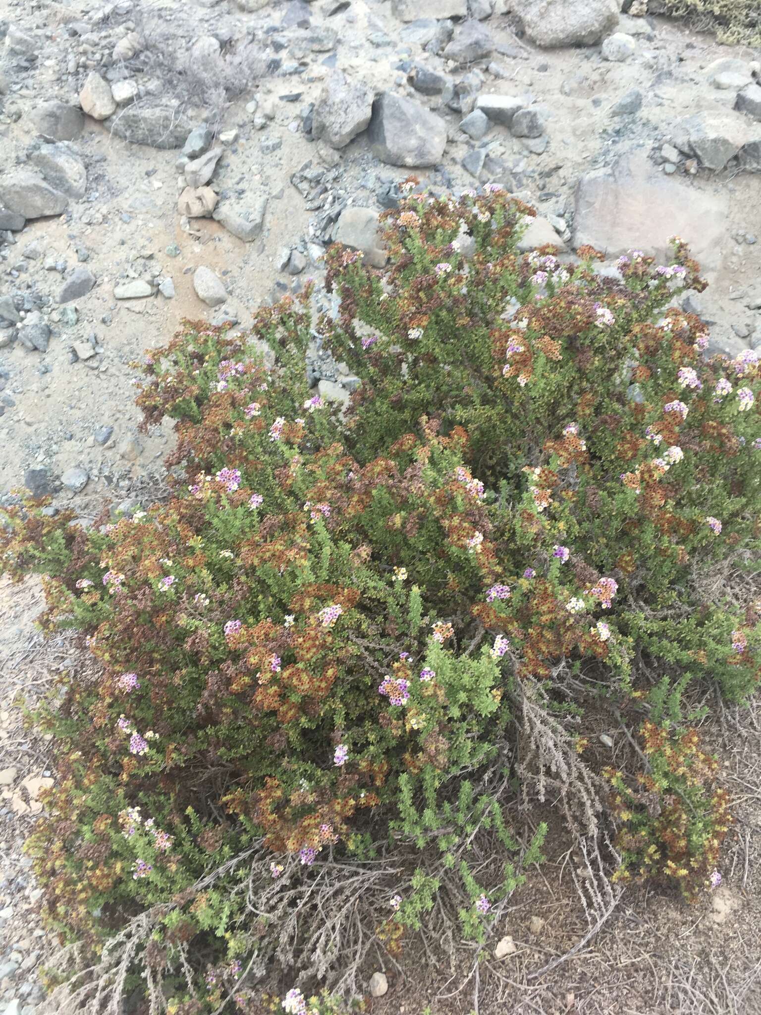 Image of Heliotropium pycnophyllum Phil.