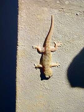 Image of Brook's House Gecko