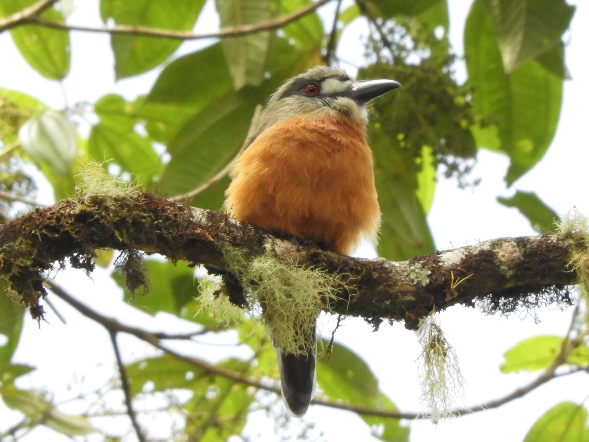 Image of Hapaloptila Sclater & PL 1881