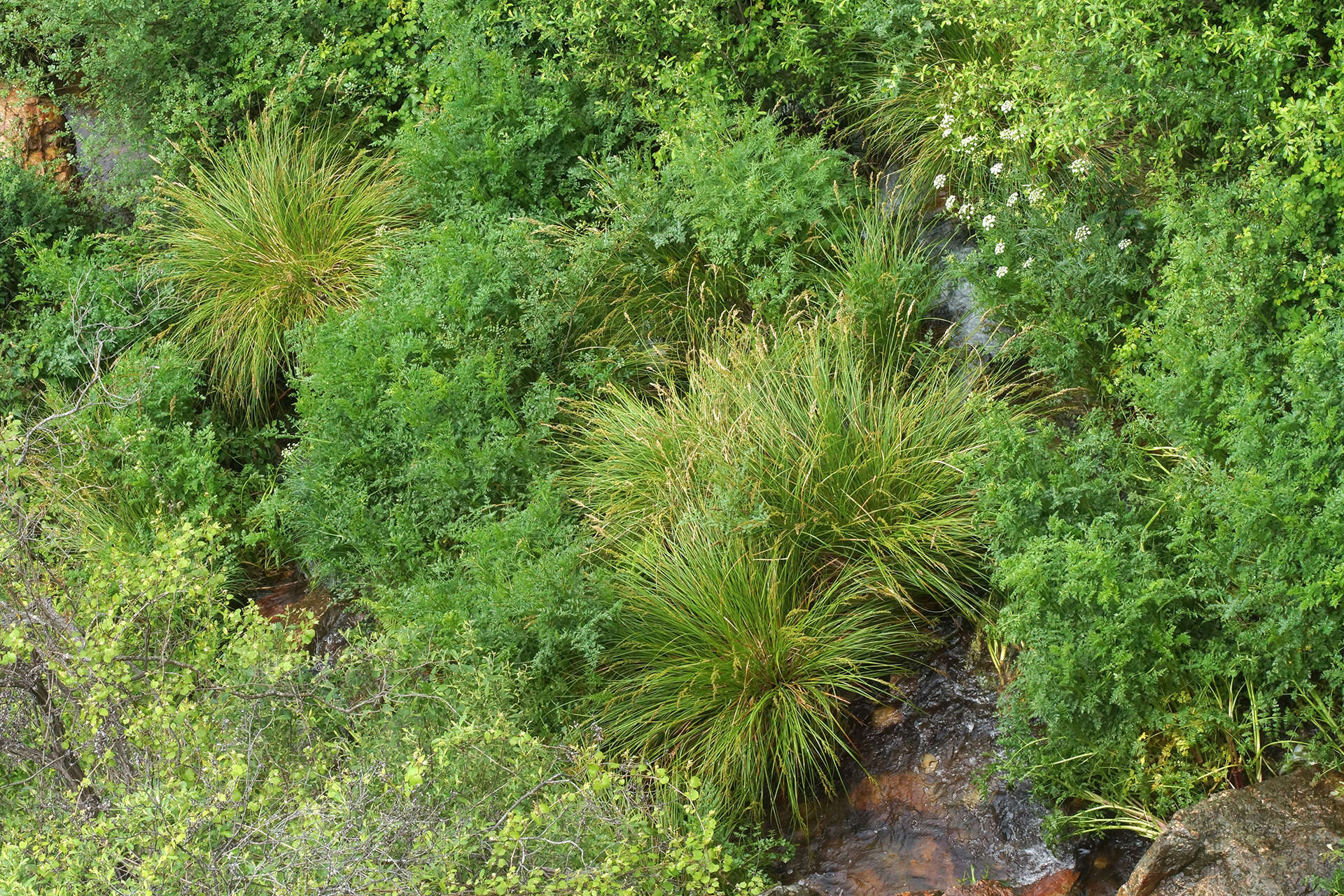 Image of Carex paniculata subsp. lusitanica (Willd.) Maire