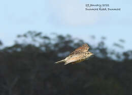 Image of Australasian Lark