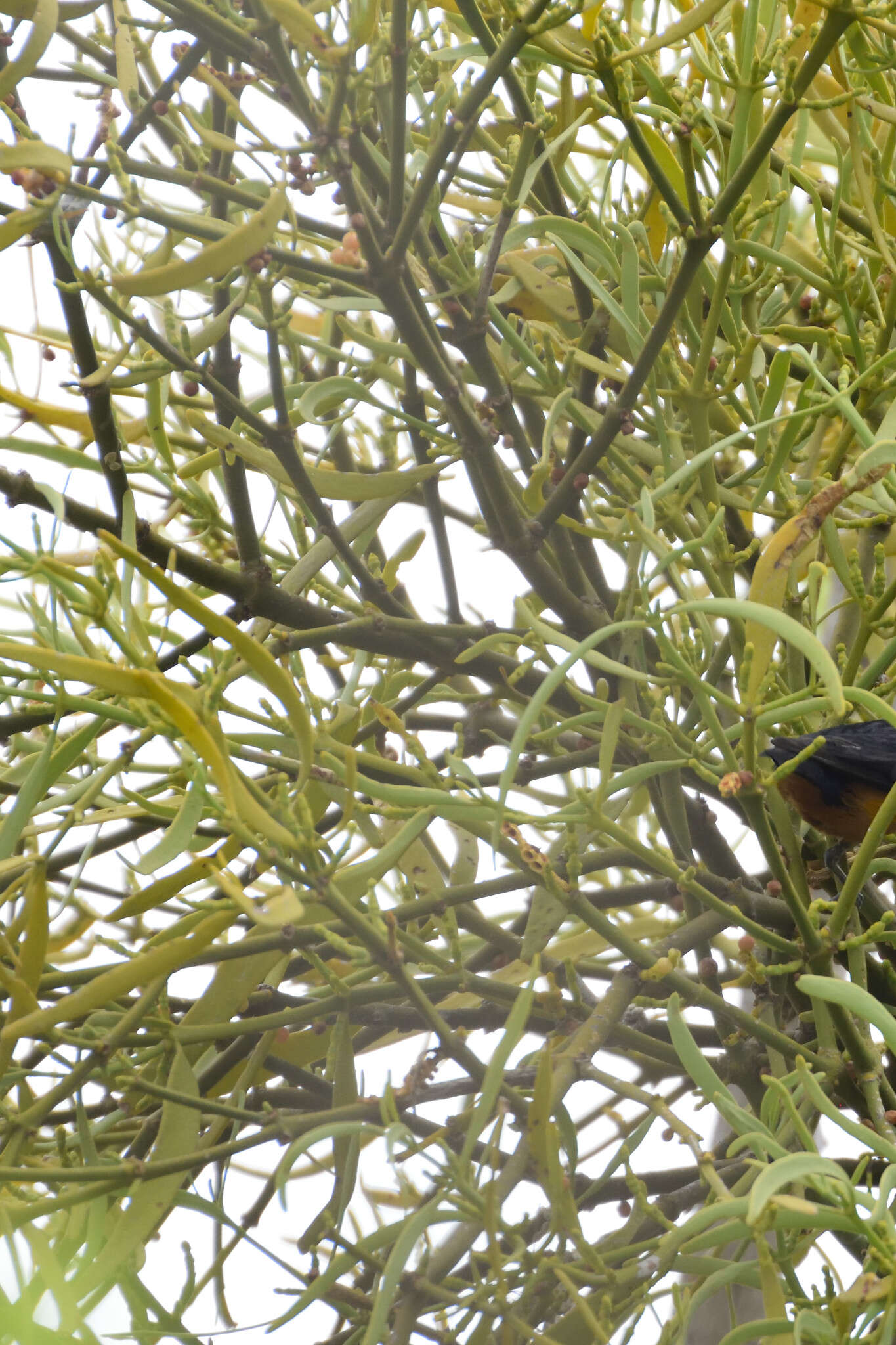 Image of Phoradendron carneum Urb.