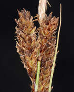 Image of Congdon's sedge