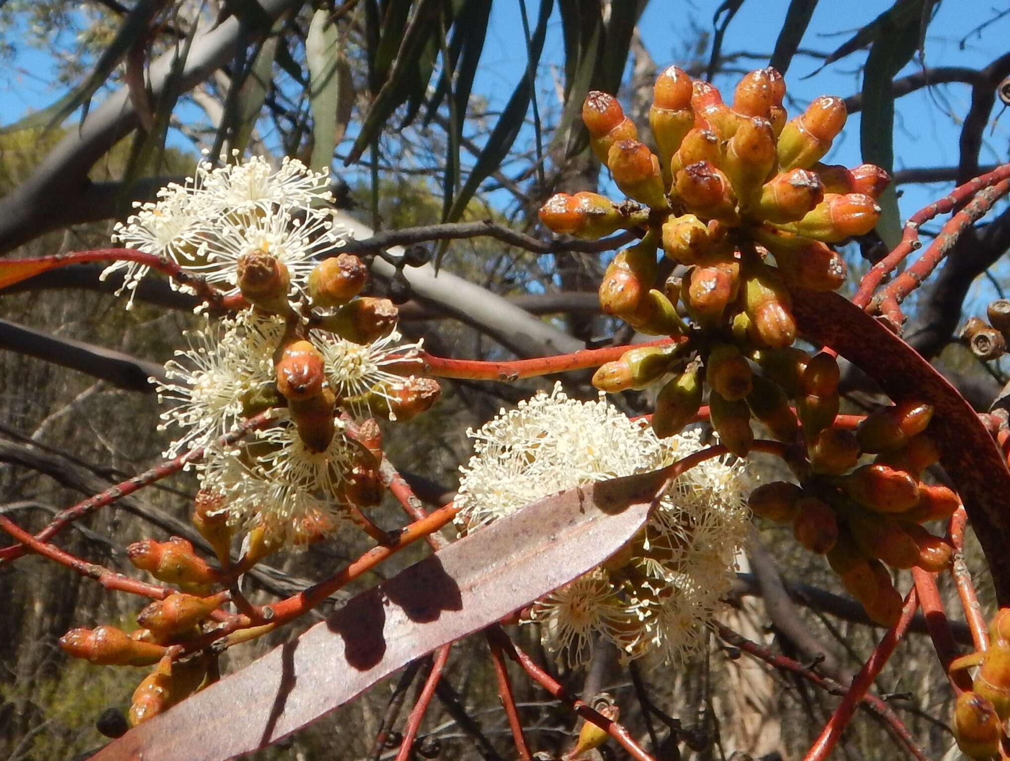 Image de Eucalyptus brachycalyx Blakely