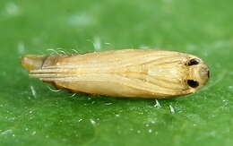 Phyllonorycter quercifoliella (Zeller 1839)的圖片