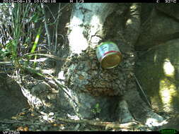 Image of Glauert's Monitor