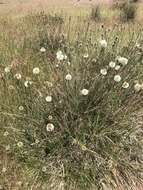 Image de Dasypogon bromeliifolius R. Br.