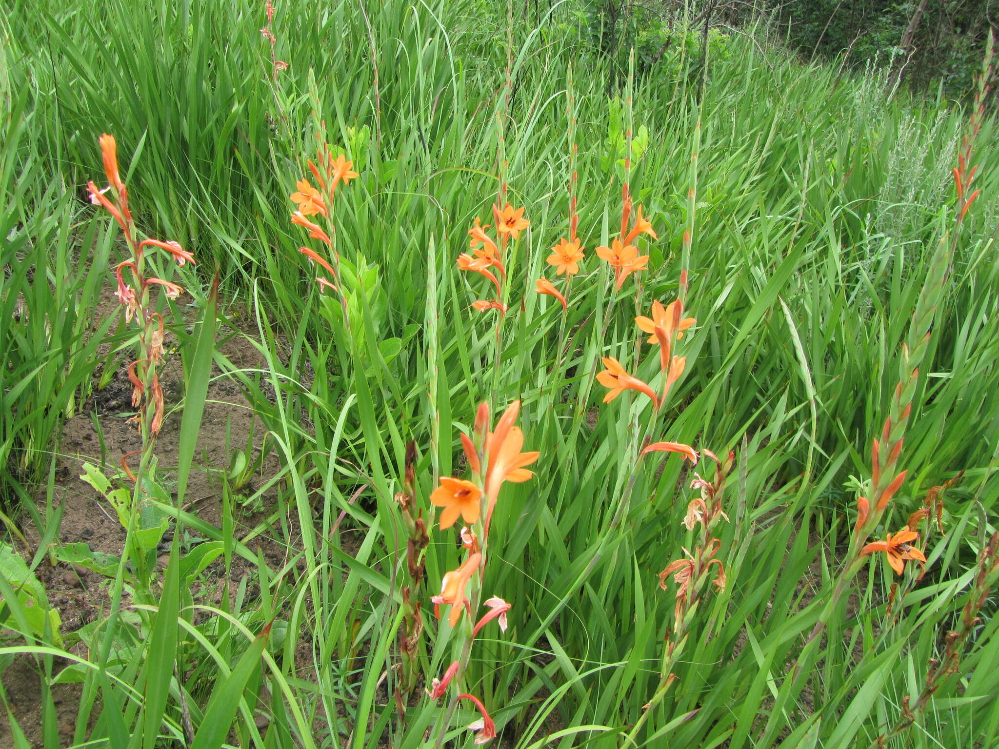 Image of Watsonia pillansii L. Bolus