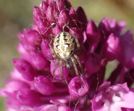 Image of Beautiful Orbweb Spider