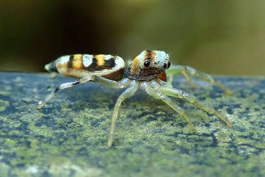 Image of Chrysilla acerosa Wang & Zhang 2012