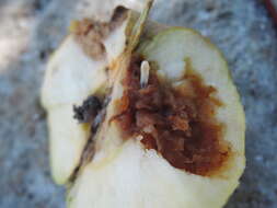 Image of Apple Maggot Fly