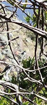 Image of San Clemente loggerhead shrike